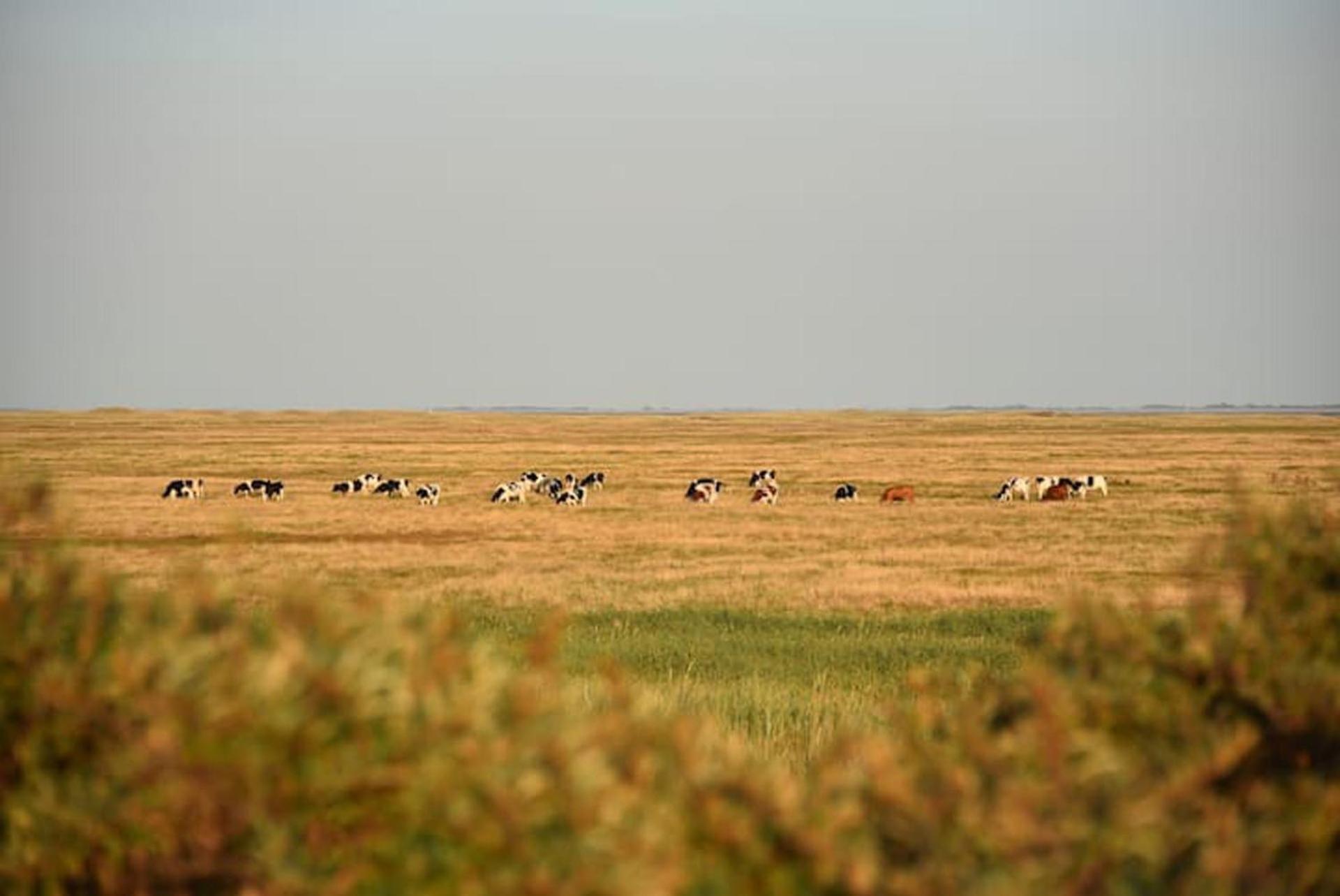 Chalet Zeester J38 Ameland 뷔런 외부 사진